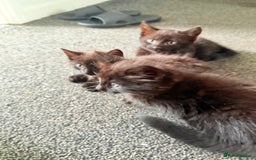 Mixed Breed cats for sale: Beautiful Kittens Looking for a Loving Home 🐾 - Image 13