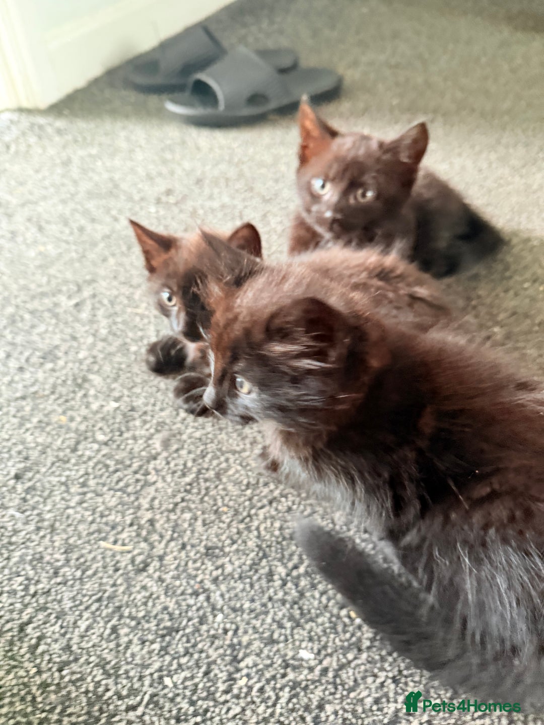 Mixed Breed cats for sale: Beautiful Kittens Looking for a Loving Home 🐾 - Image 13