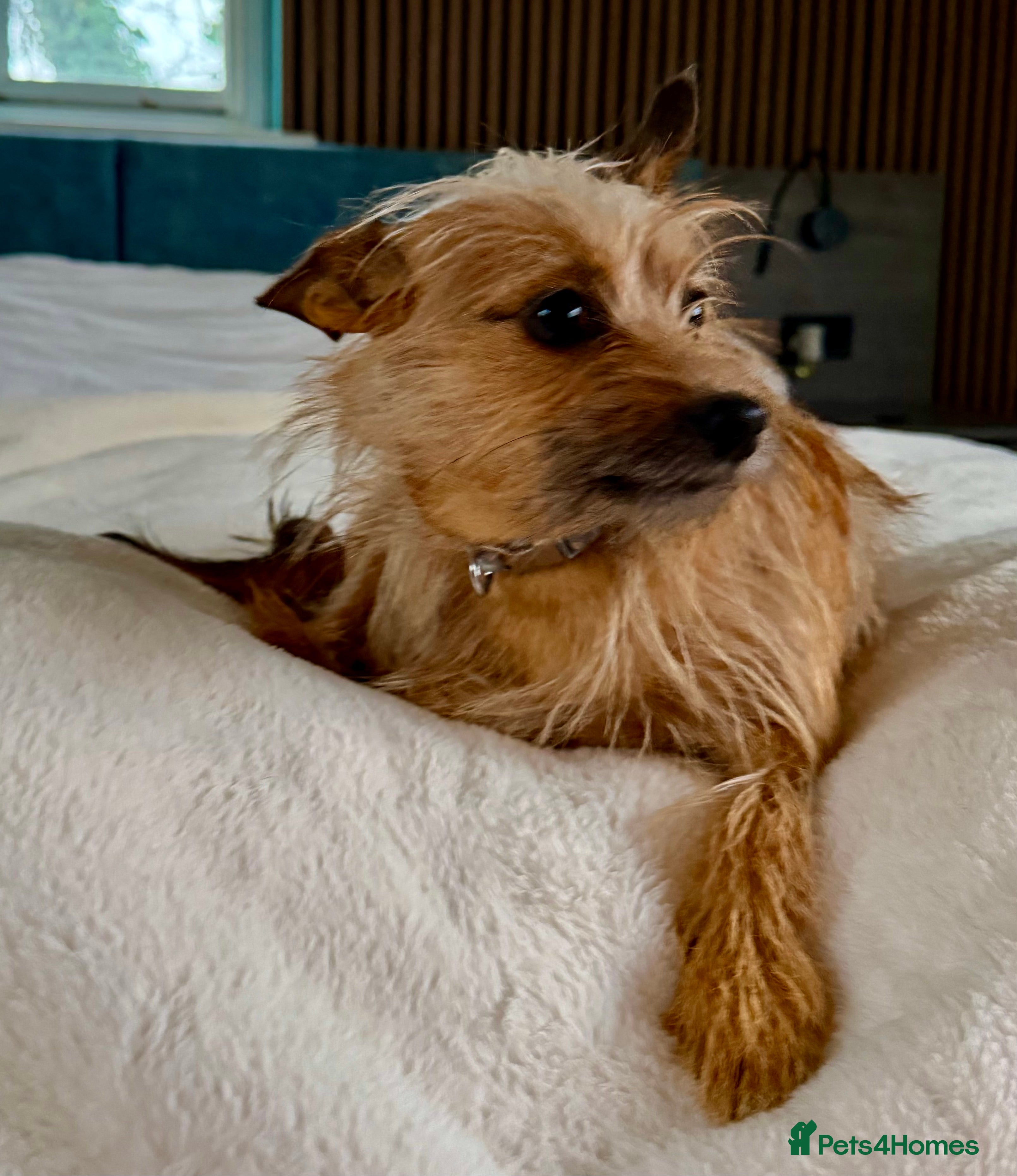 Norfolk Terrier dogs 🐾 MAMBI – Female Norfolk Terrier - Advert 1