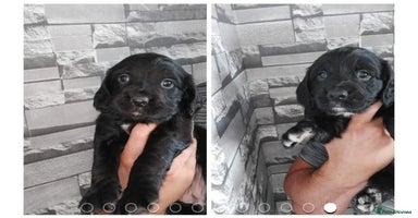 Sprocker dogs - Advert 5