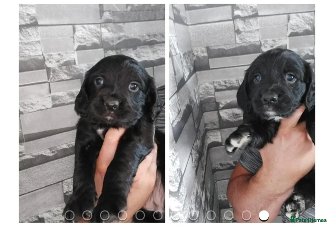 Sprocker dogs for sale: F1 SPROCKER SPANIELS ( 1 BOY LEFT )  - Advert 21