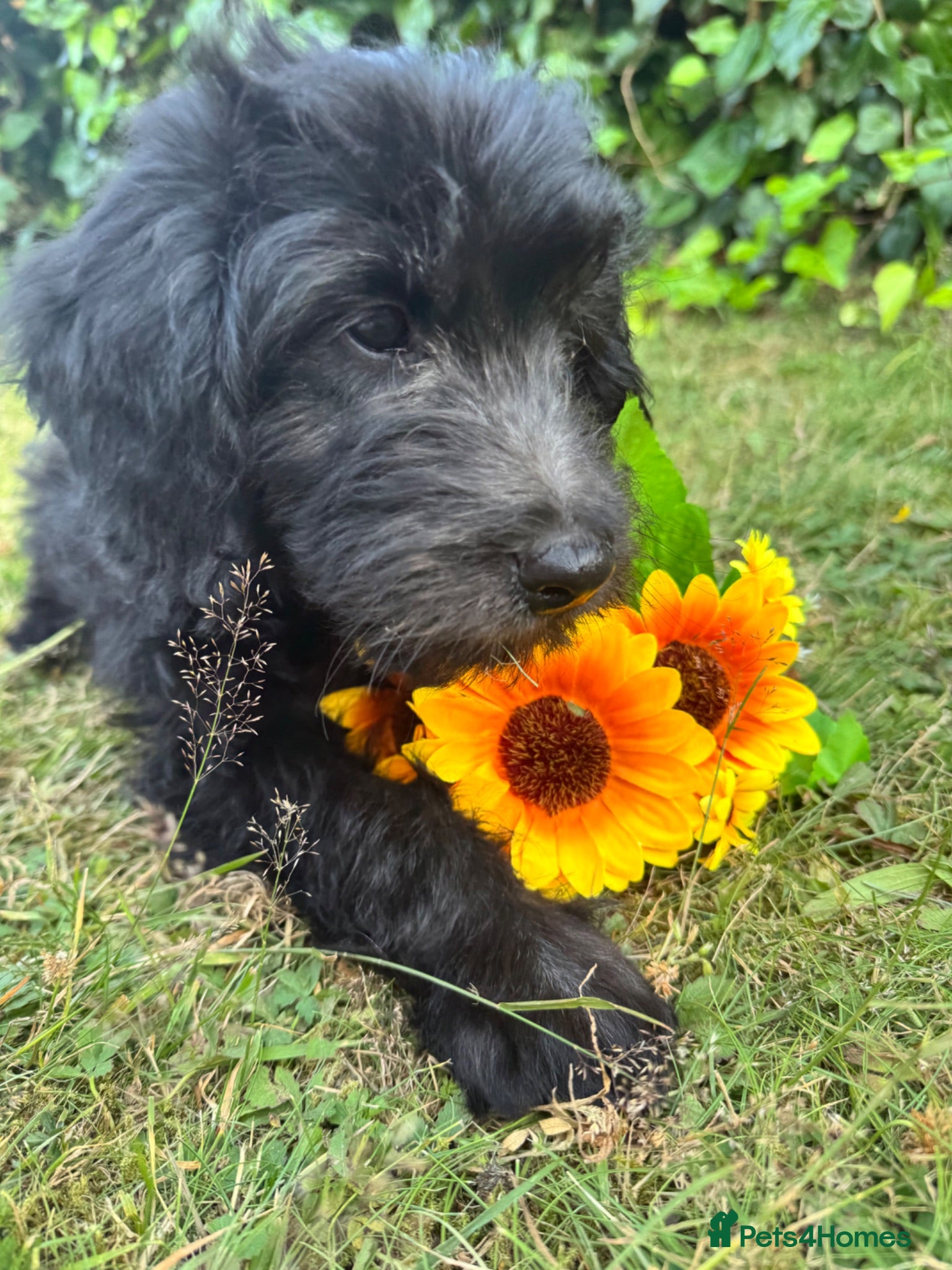Mini Goldendoodle dogs F1 Mini Goldendoodles  *READY NOW* - Advert 1
