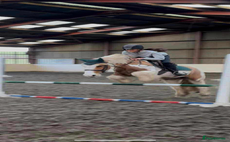 Irish Cob horses - Advert 1