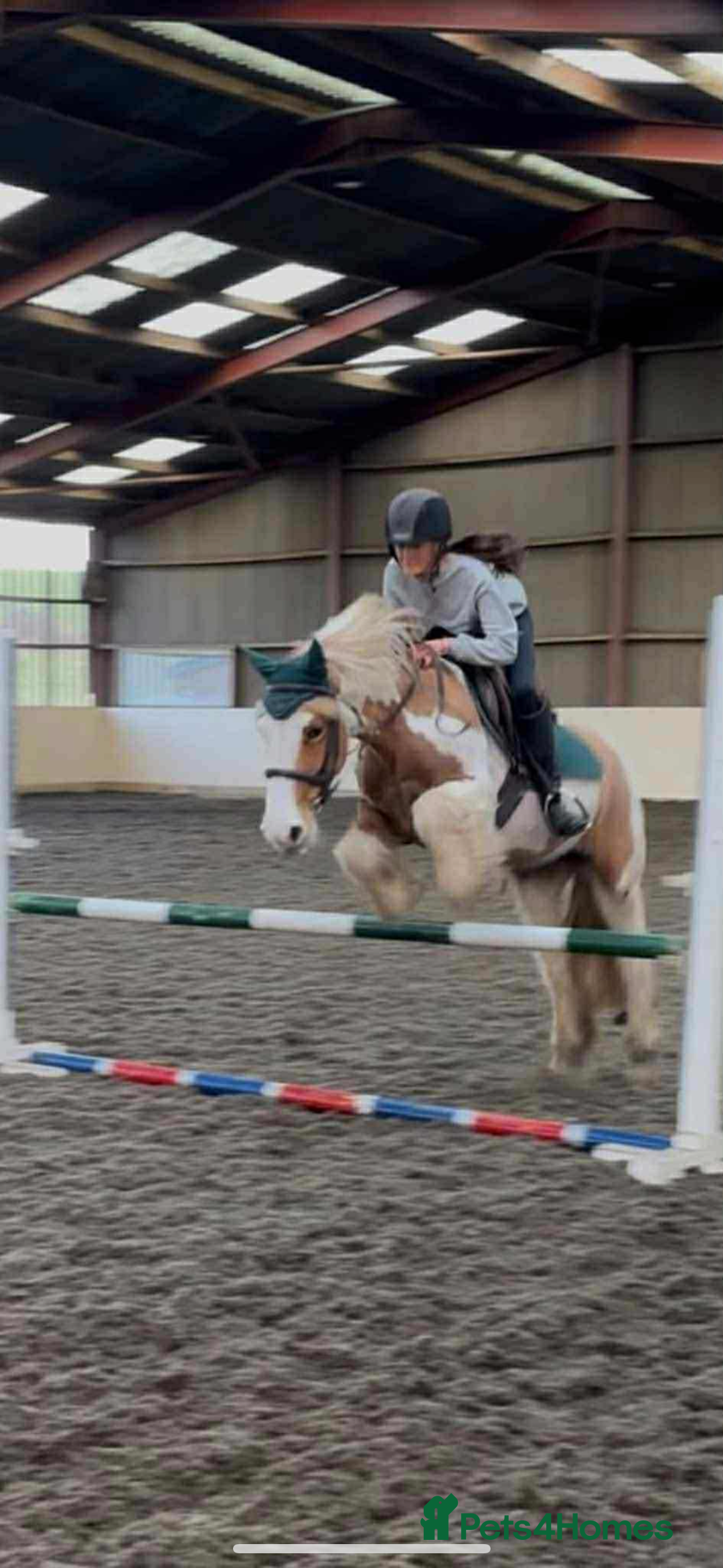 Irish Cob horses for sale: 13’2 cob, 7 year old all rounder  - Image 1
