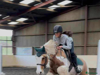 Irish Cob horses - Advert 1