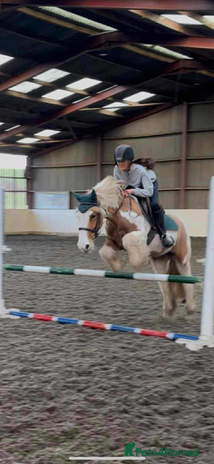 Irish Cob horses - Advert 4