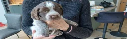 Sprocker dogs for sale: Sprocker Spaniels in Stockport - Advert 6