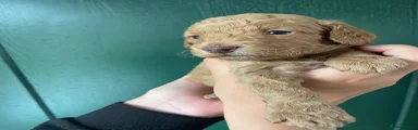 Cockapoo 6