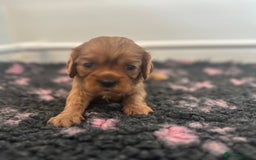 Cavalier King Charles Spaniel dogs for sale: cavalier king charles spaniels 1 little girl left - Image 15