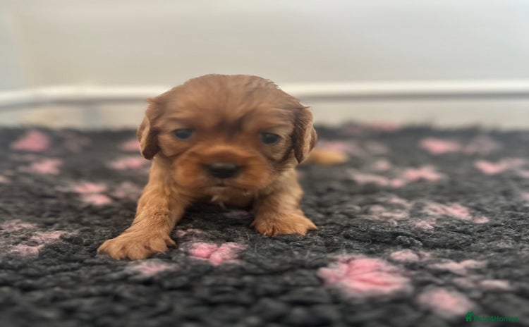 Cavalier King Charles Spaniel dogs - Advert 13