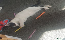Domestic Shorthair cats for sale: 3 beautiful boys left ! Ready now - Image 7