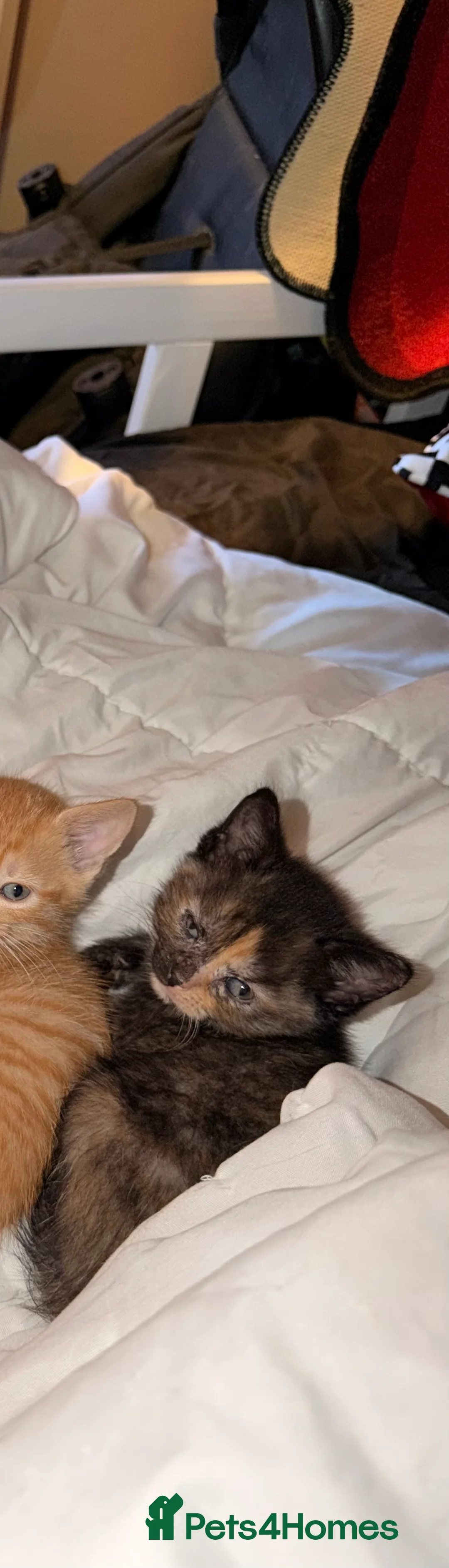 Domestic Shorthair cats for sale: 4 beautiful kittens  - Advert 2