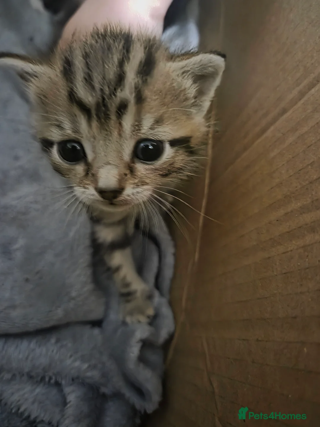 Mixed Breed cats for sale: Kitten for sale in Gateshead - Advert 8