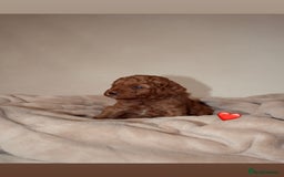 Cavapoo dogs for sale: 2 Beautiful F1B Cavapoo Boys Available!🩵 - Image 10