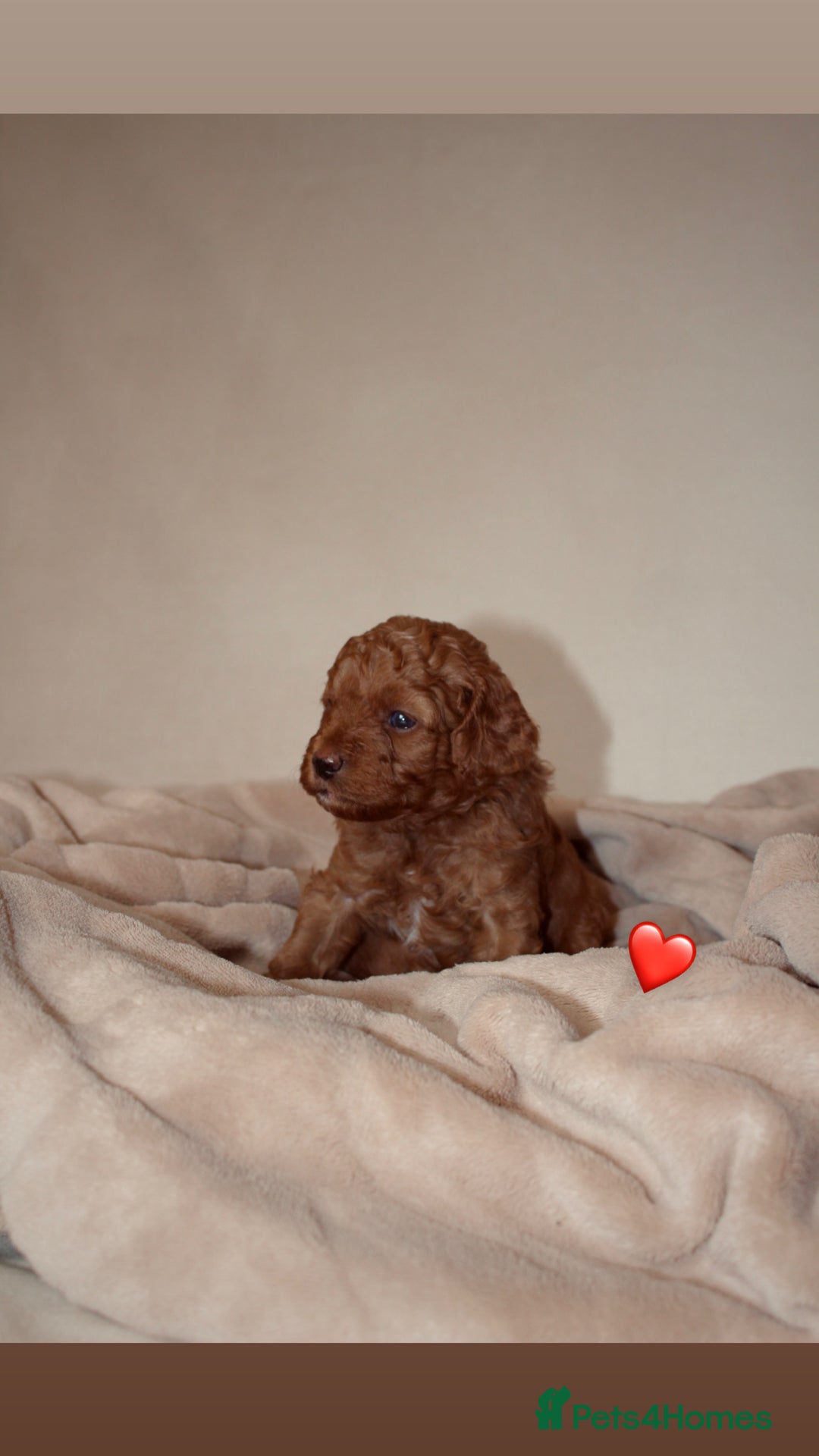 Cavapoo dogs for sale: 2 Beautiful F1B Cavapoo Boys Available!🩵 - Image 10