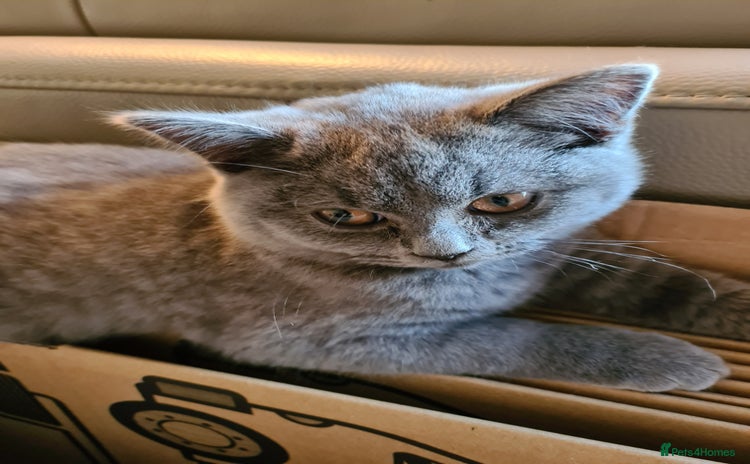 British Shorthair cats - Advert 8