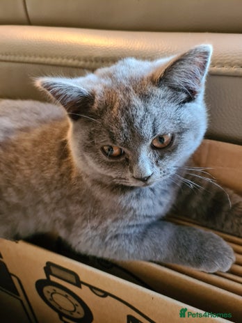 British Shorthair cats - Advert 8