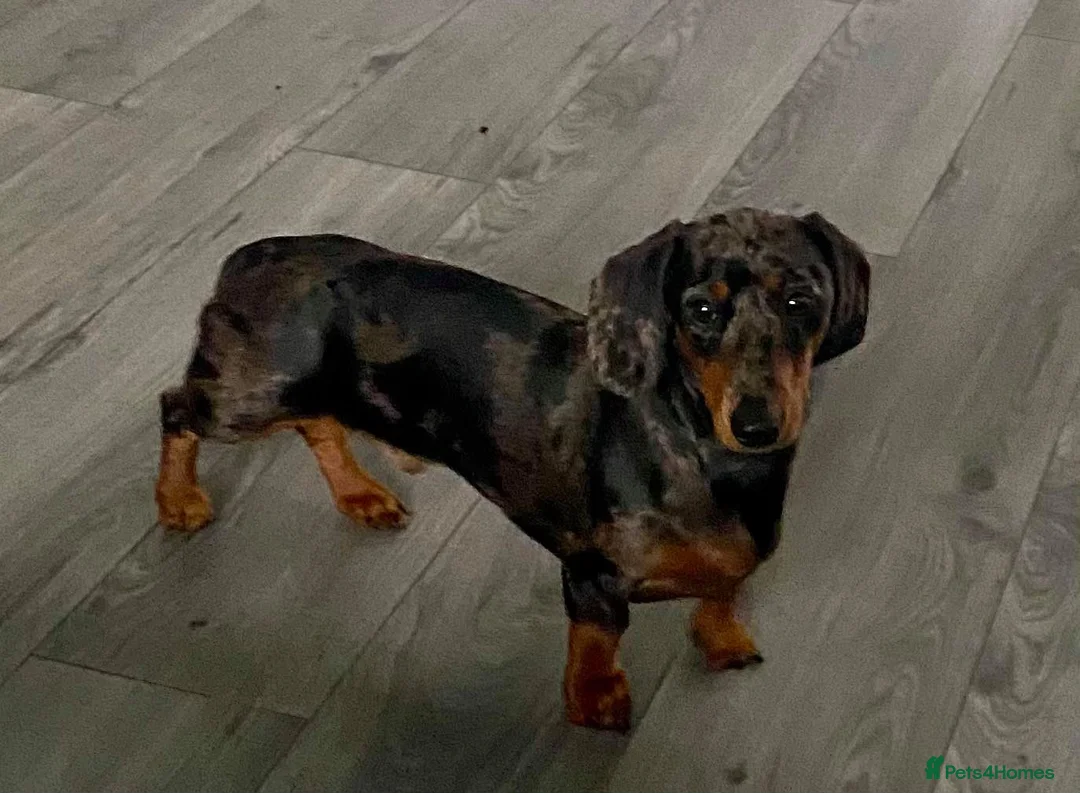 Dachshund dogs for stud: Mini Smooth KCReg Silver Dapple Health Tested Stud in Irvine - Advert 6