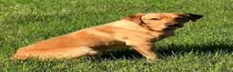 Labrador Retriever dogs for sale: 2 working black labrador puppies KC Registered  in Beaminster - Advert 2