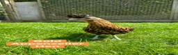 Chickens poultry for sale: Bantam hens at point of lay in Colchester - Advert 18