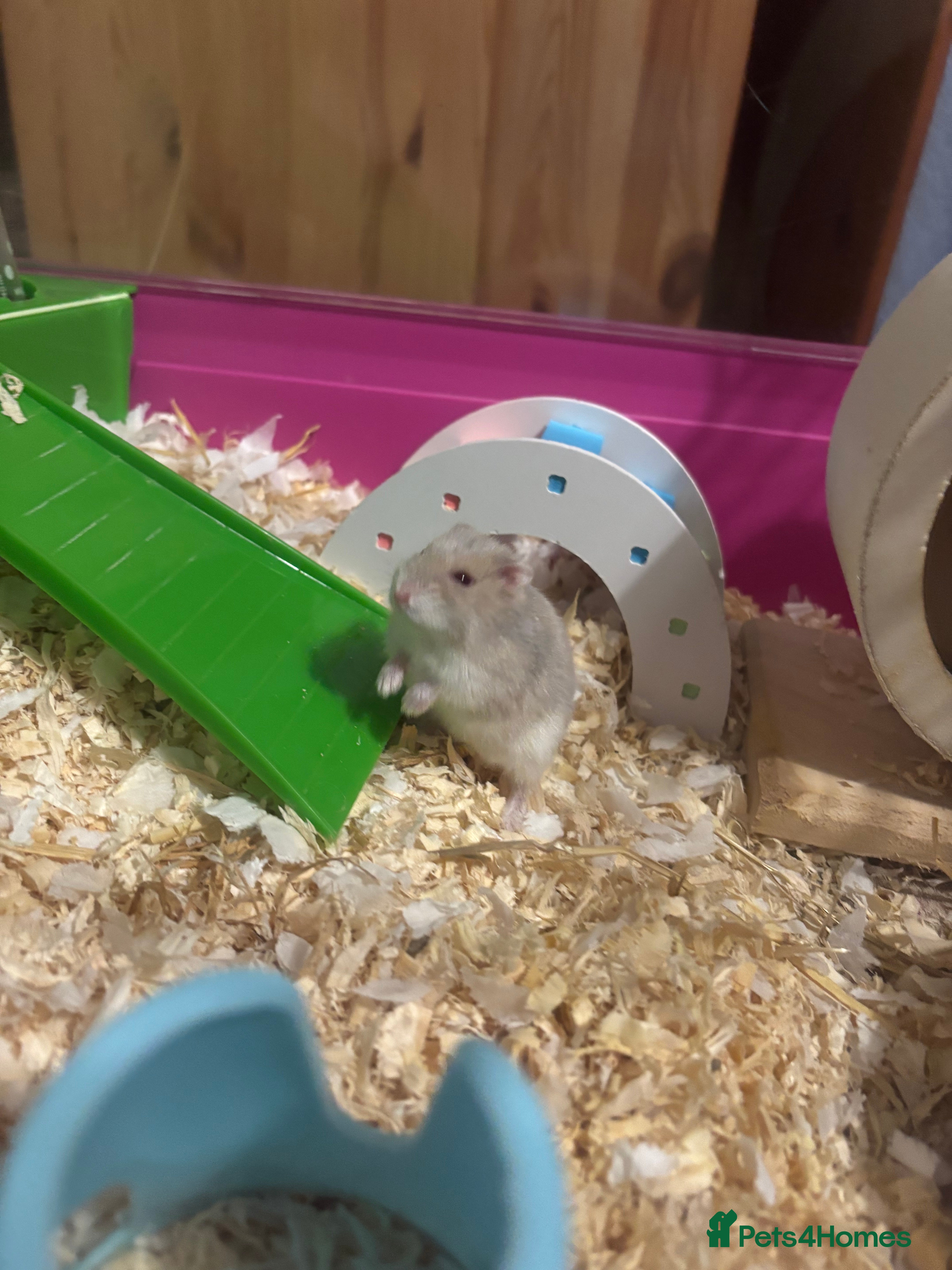 Hamster rodents Russian dwarf hamster - Advert 2