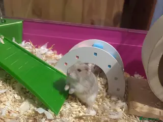 Hamster rodents Russian dwarf hamster - Advert 12