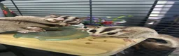 Sugar Glider rodents for sale: Sugar Glider Trio for Sale  - Advert 5