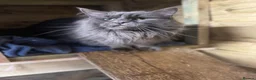 Maine Coon cats for sale: Maine Coon Kittens available  in Thetford - Advert 6