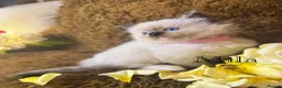 Ragdoll cats for sale: GCCF Sealpoint Lynx Mitted Ragdoll Kittens  - Advert 4