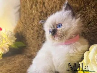 Ragdoll cats GCCF Sealpoint Lynx Mitted Ragdoll Kittens - Advert 15