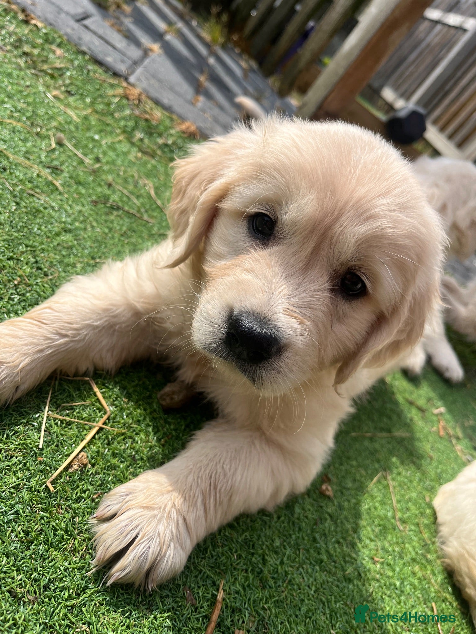 Golden Retriever dogs Gorgeous golden retriever puppies 🐶  - Advert 1