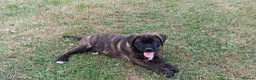 Mixed Breed dogs for sale: Saint Bernard Neapolitan x Boerboel Neapolitanbull - Advert 6