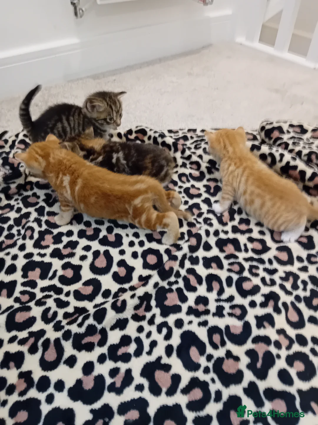 Bengal cats for sale: Bengal Kittens - Advert 7