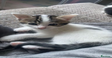 Mixed Breed cats - Advert 11