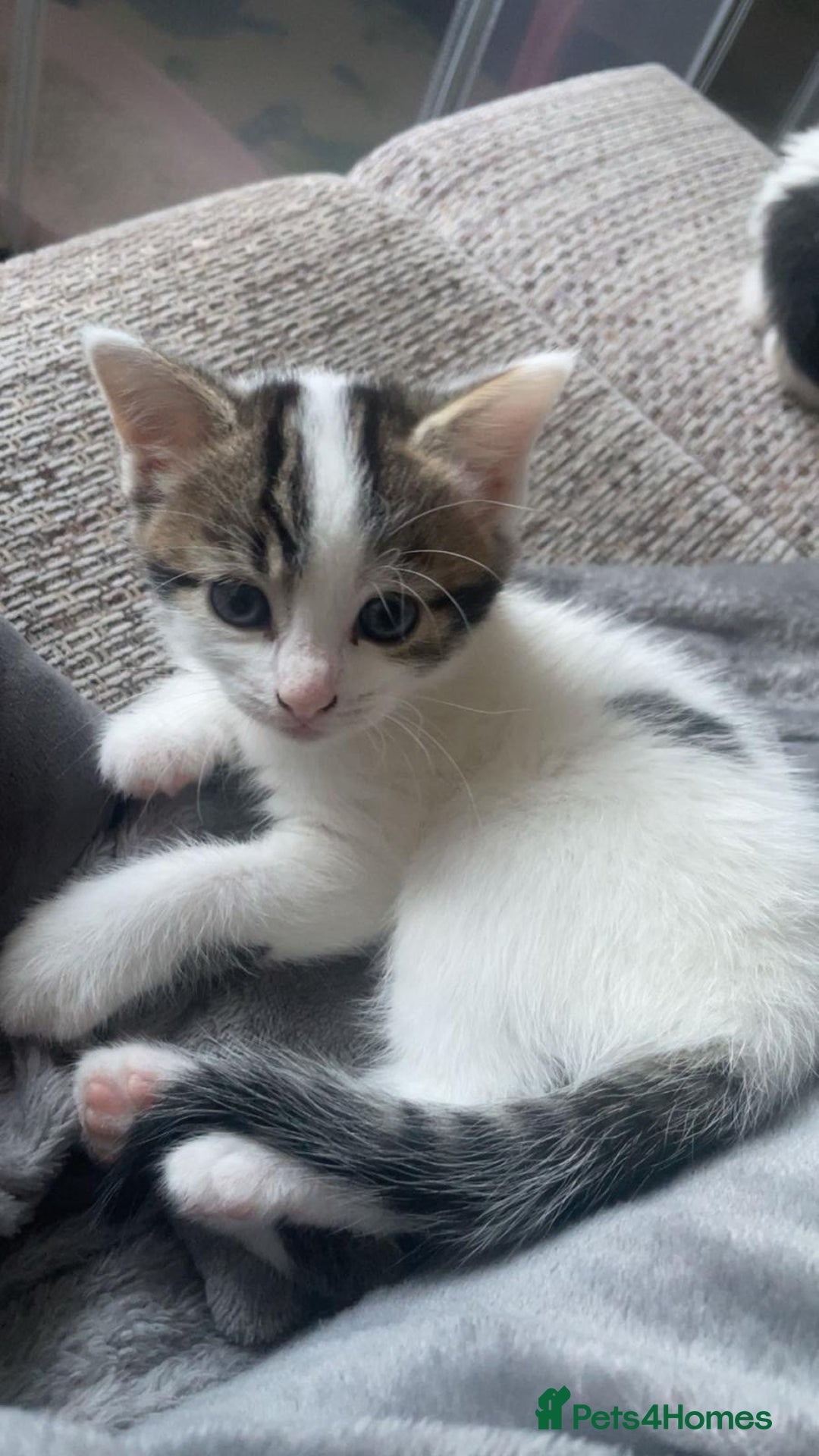 Mixed Breed cats for sale: Adorable Half-Manx Kittens 🐾 - Image 2