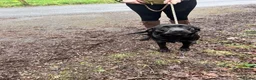 Labrador Retriever dogs for sale: Beautiful Black Labrador  in Cwmbran - Advert 2