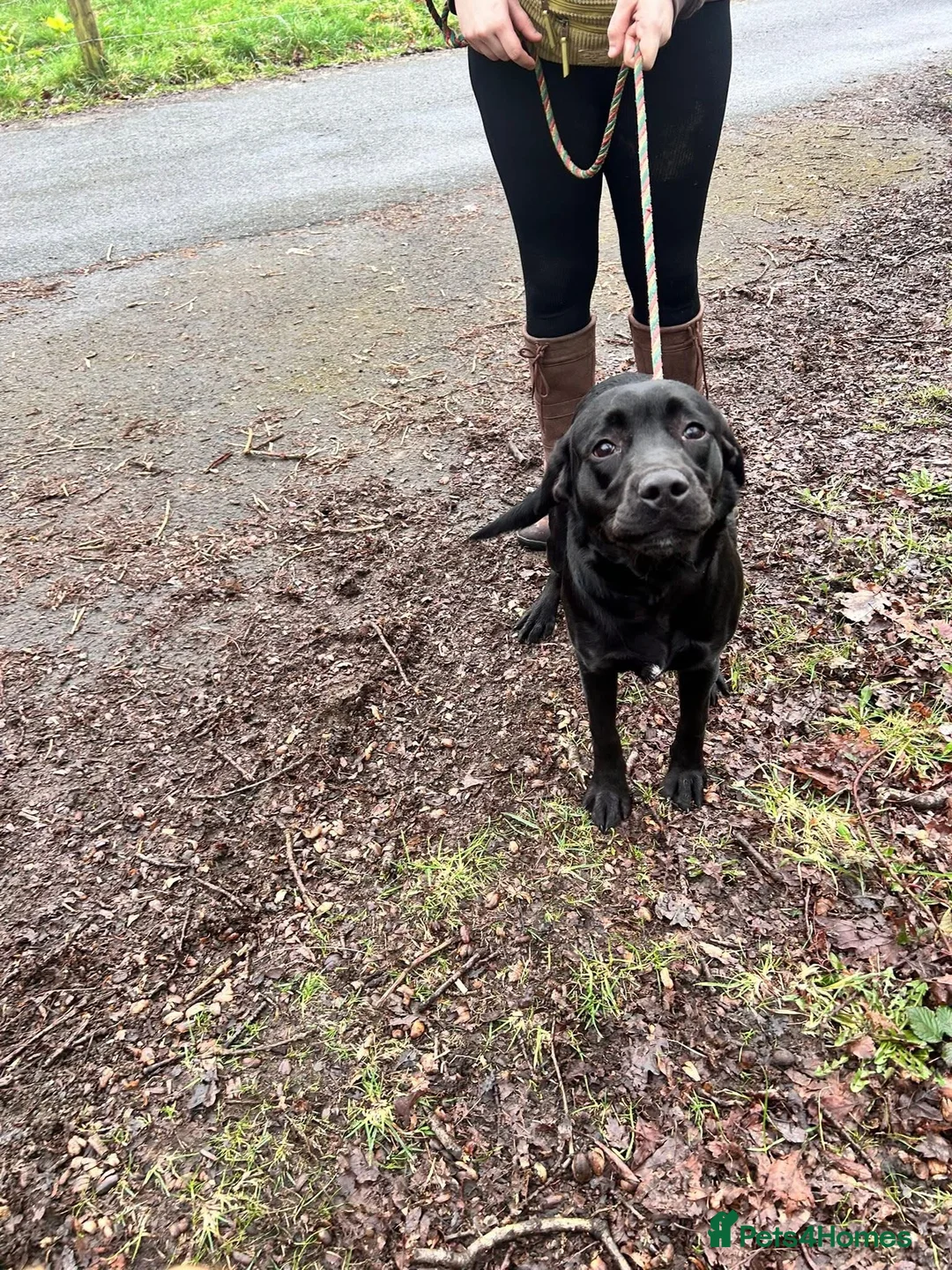 Labrador Retriever dogs for sale: Beautiful Black Labrador  in Cwmbran - Advert 2