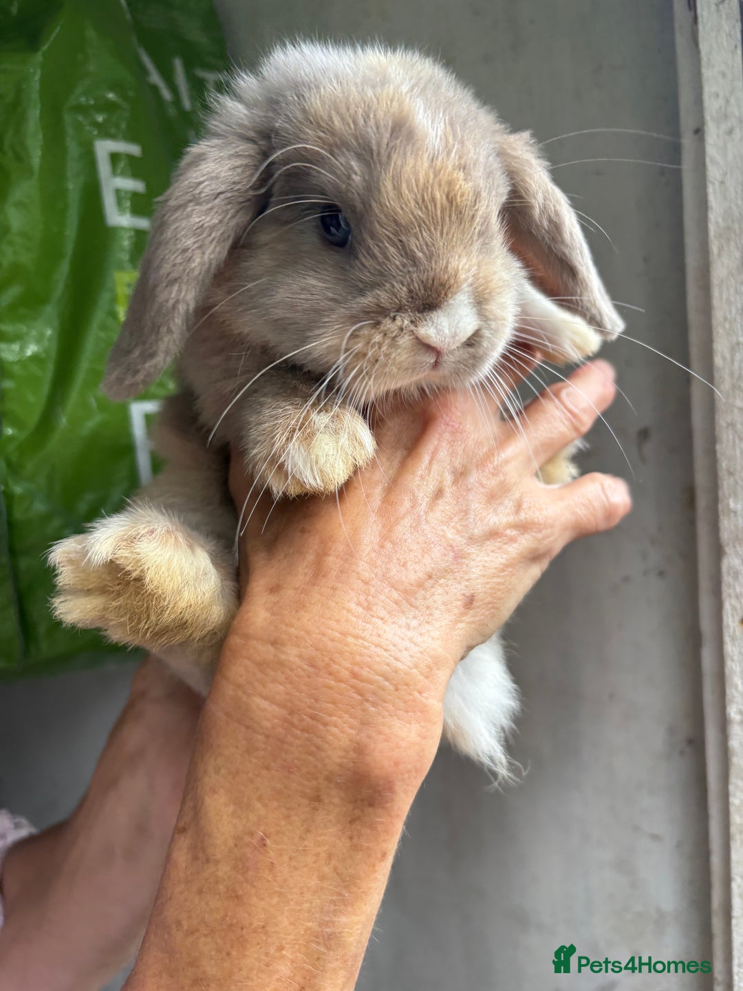 Mini Lop rabbits for sale: 3 mini lop bucks for sale  - Image 9