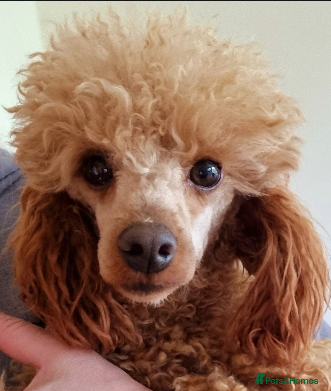 Cockapoo dogs for stud: Stunning Red Toy Poodle Stud 🐩 in Aberdeen - Image 3