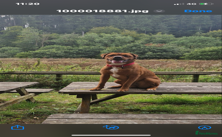 Mixed Breed dogs - Advert 1