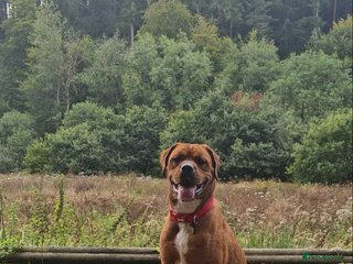 Mixed Breed dogs - Advert 1