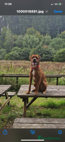 Mixed Breed dogs - Advert 1