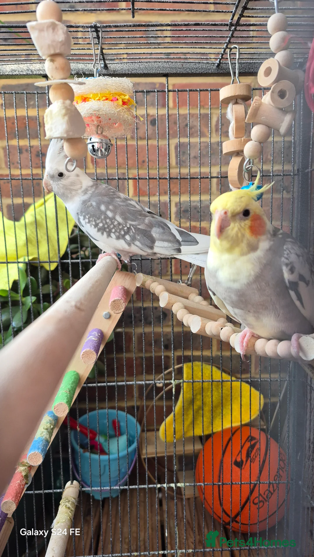 Cockatiels birds for sale: Cockatiel Pair for Sale with the cage - Advert 1
