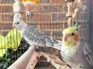 Cockatiels birds Cockatiel Pair for Sale with the cage - Advert 1