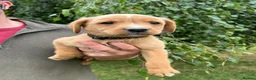 Labrador Retriever dogs for sale: Fox Red Labradors KC REG in Northallerton - Advert 14