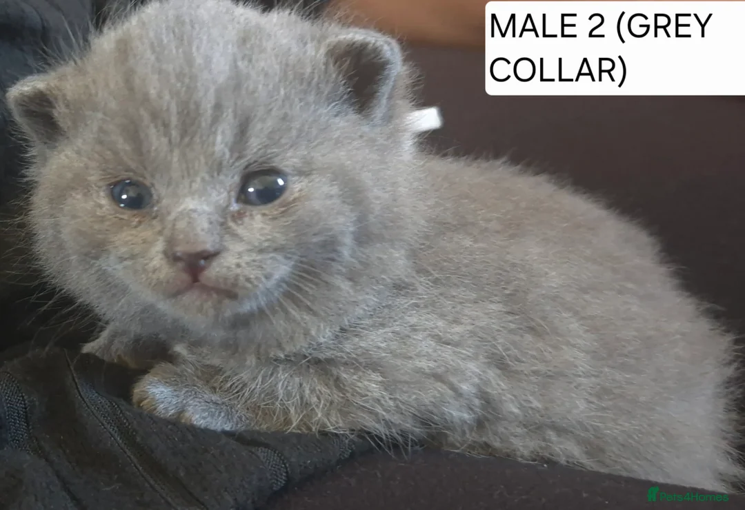 British Shorthair cats for sale: PURE BREED BRITISH SHORTHAIR KITTENS - Advert 2