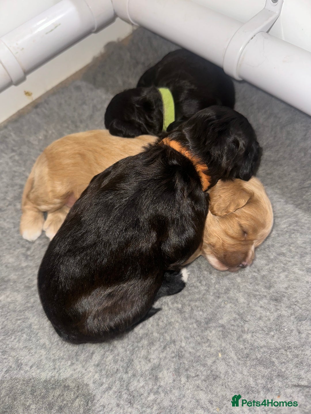 Cavapoo dogs for sale: F1 cavapoo puppies heath tested  - Image 27