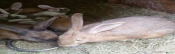 Continental Giant rabbits for sale: PURE Continental Giants - White Eared - Vaccinated - Advert 6
