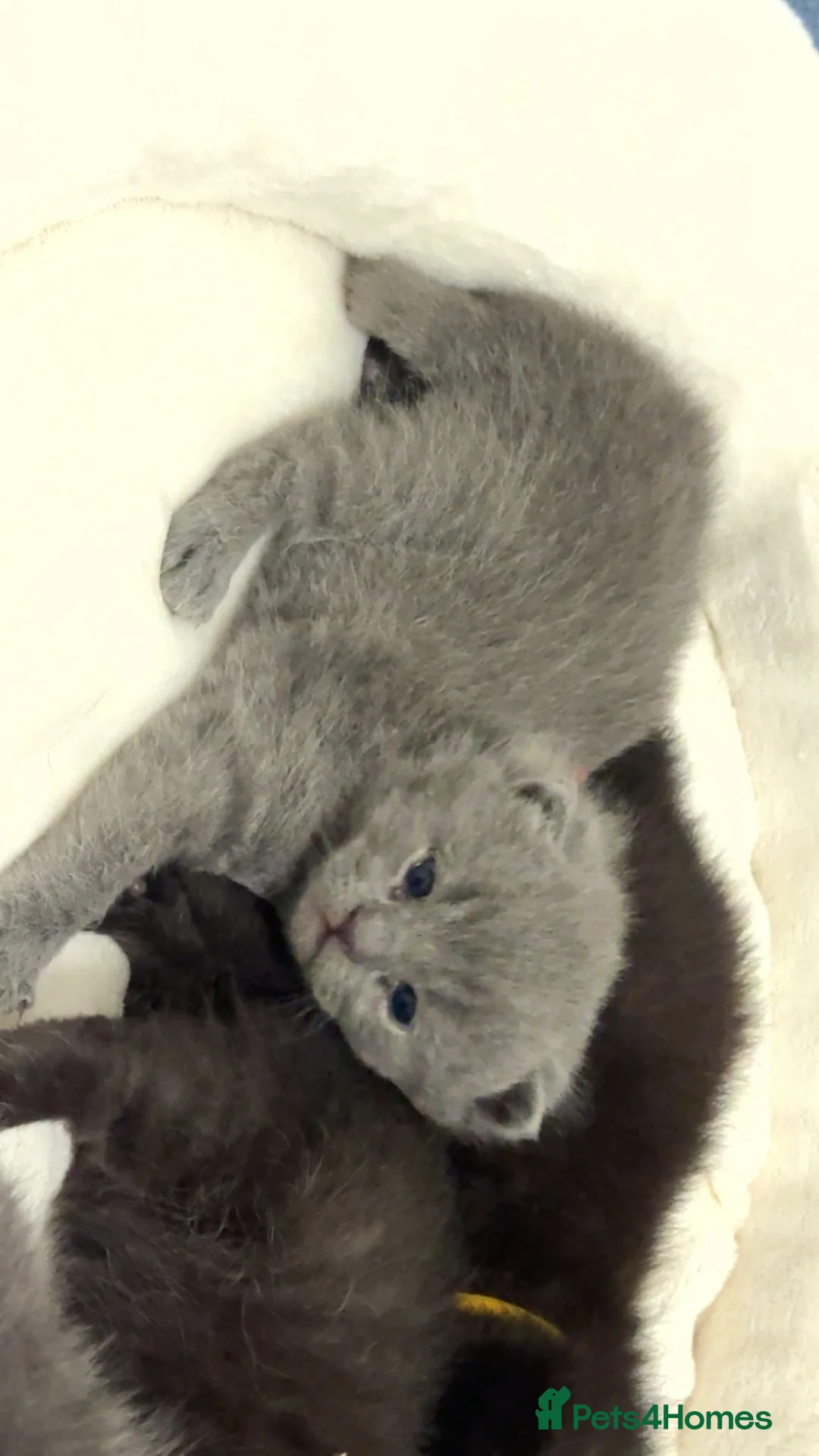 British Shorthair cats for sale: Ready to reserve chunky british shorthair - Advert 5