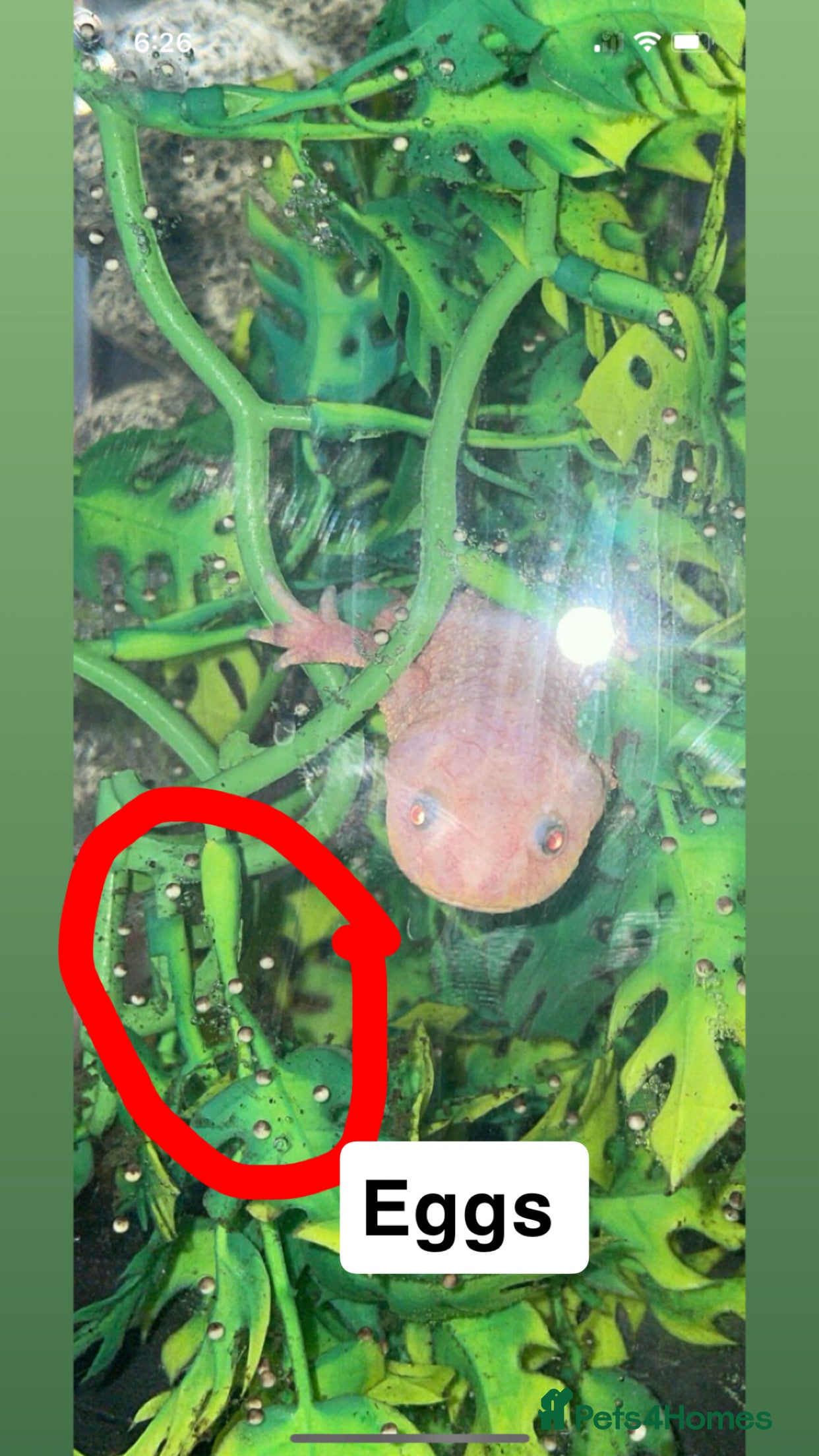 Other/Mixed Breed fish Baby Spanish ribbed newts - Advert 2